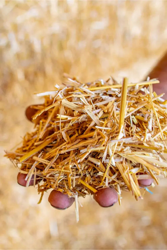 Person holding a pile of hay in their hands