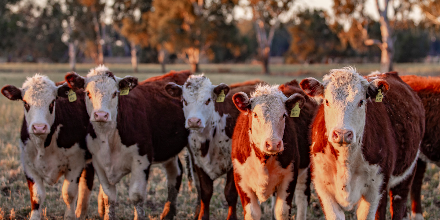 A herd of brown and white cows standing in a field.