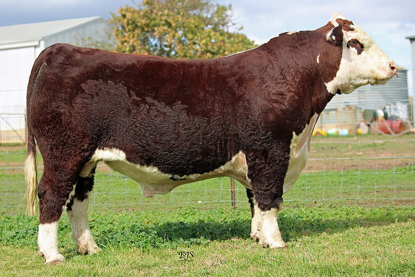 Brown and white cow standing in a field