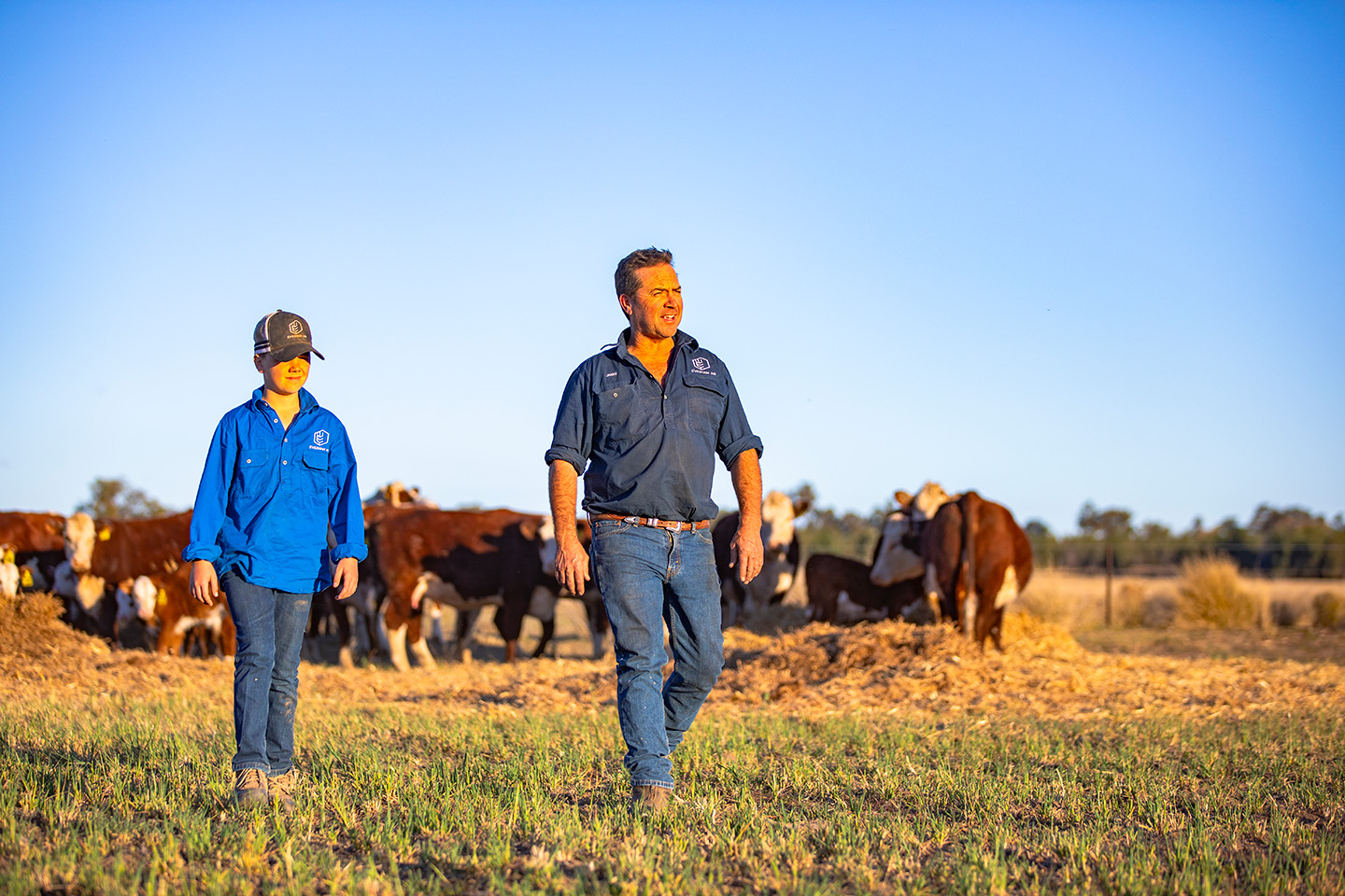 Cattle Farming with father and son